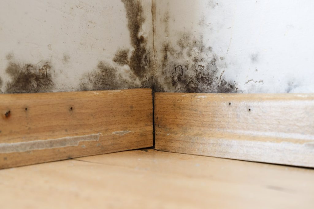 Mould in corner of room at base of wall - potentially caused by problem plumbing like leaking showers, toilets, taps or pipes, or by poor drainage.
