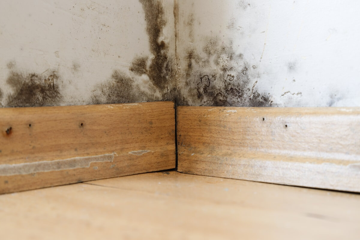 Mould in corner of room at base of wall - potentially caused by problem plumbing like leaking showers, toilets, taps or pipes, or by poor drainage.