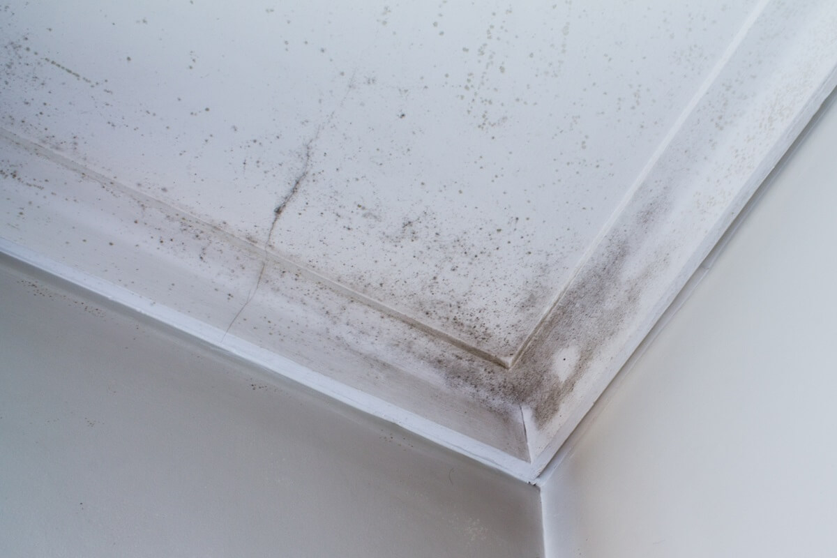 Leaking Roof causing stains and mould on internal ceiling plasterboard. A plumber can locate the source of the leak.