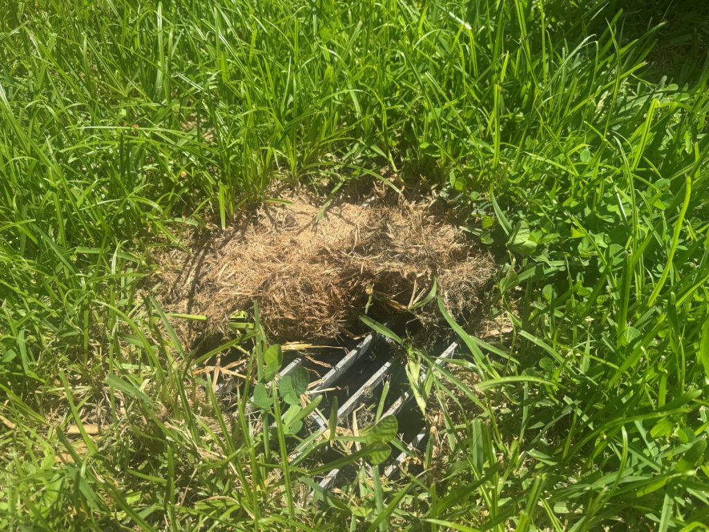 Backyard drain grate covered by debris and blocked.